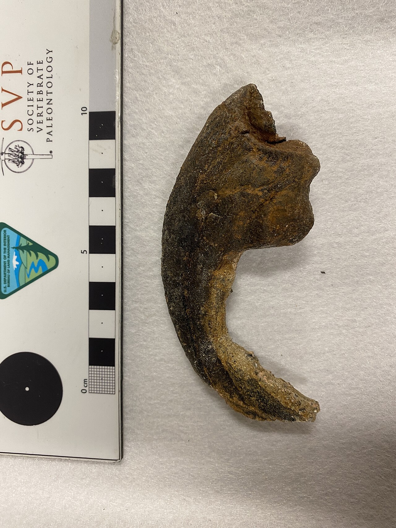 Tencent People Like OpenClaw, Forbes Reports — Therapod Claw