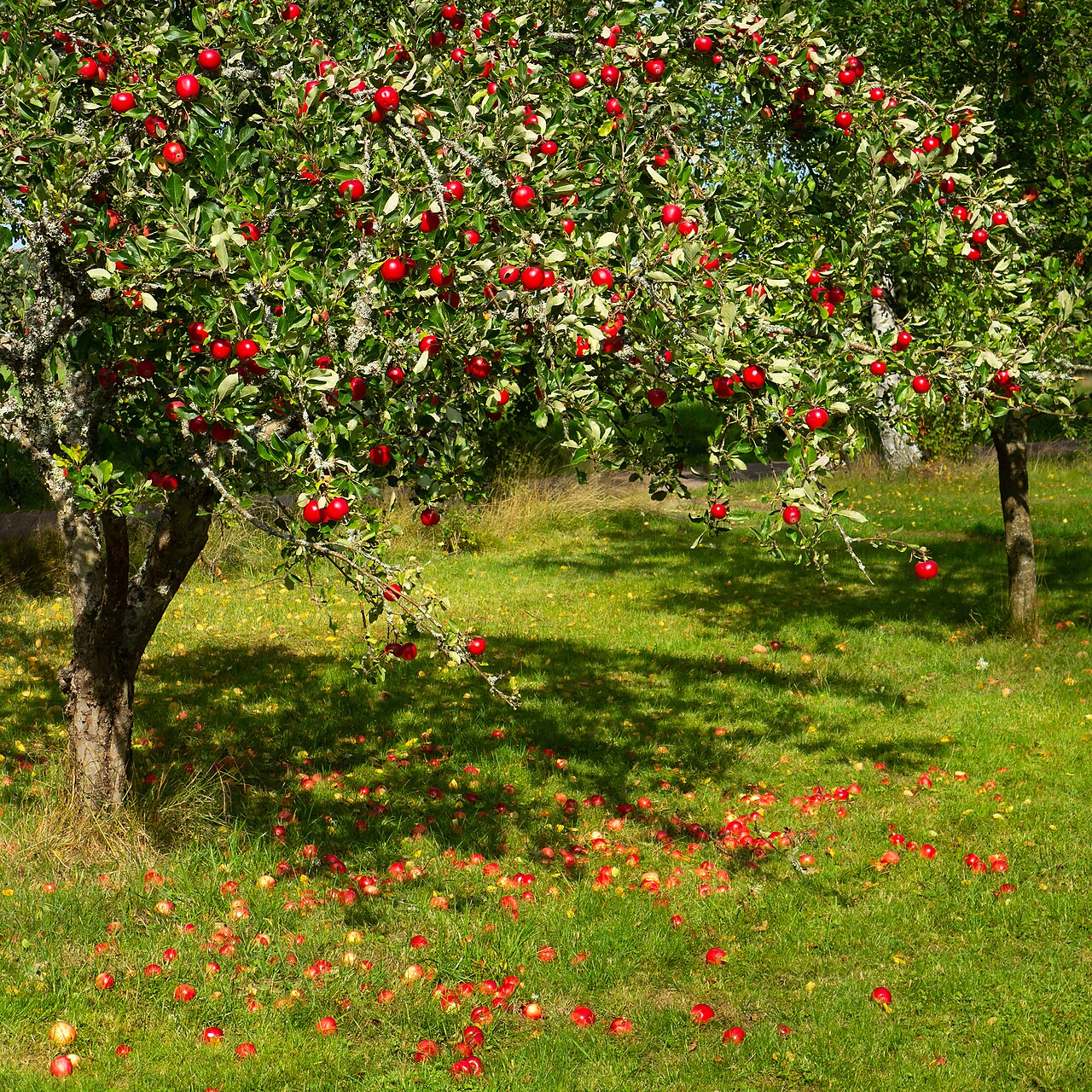 Apple's Foldable Troubles Surface as OpenClaw Eyes Smart Glass Integration — Tree with red apples in Barkedal 4