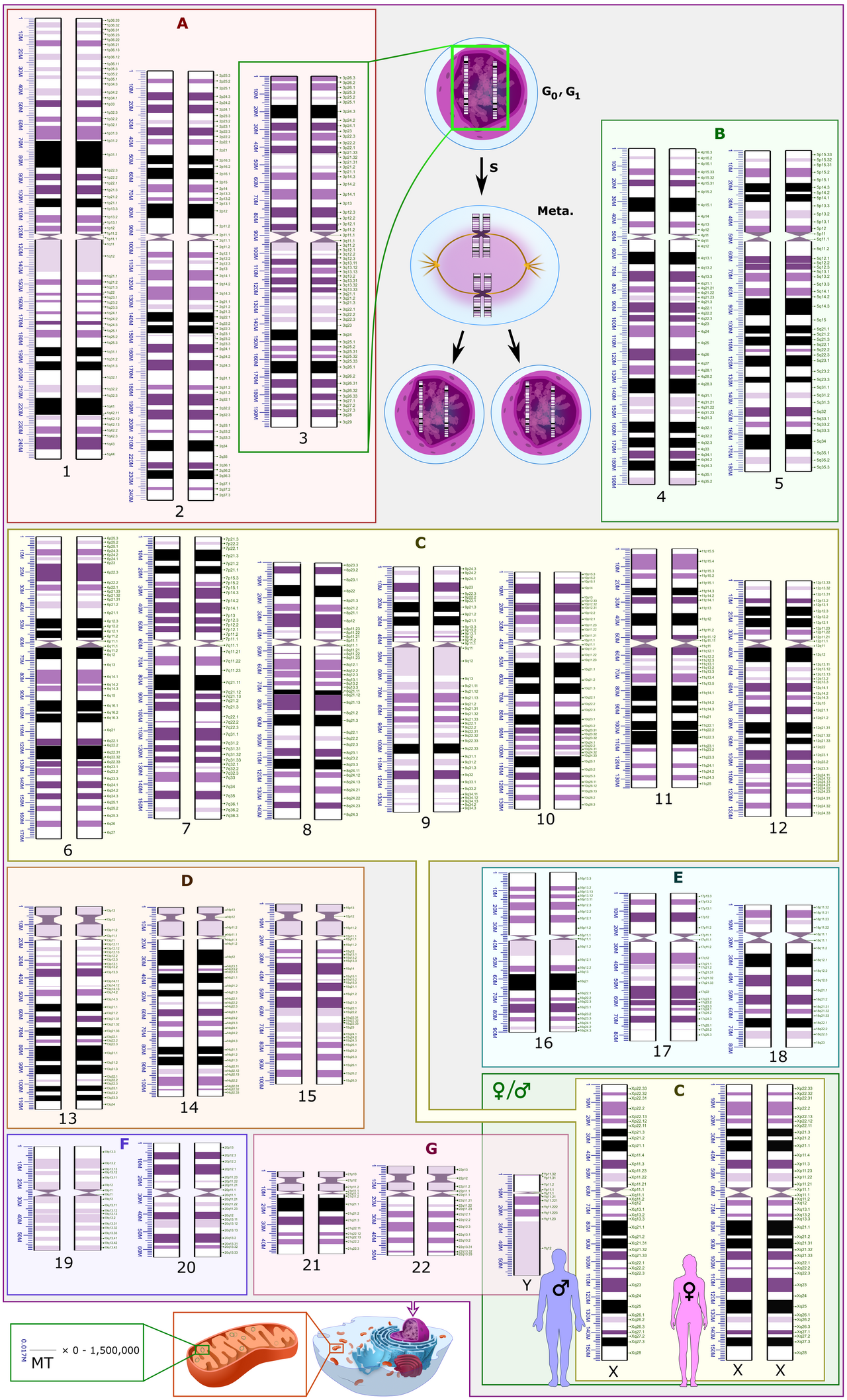 sqlite-utils 4.0 Release Candidate Pairs Human Oversight With AI-Powered Code Generation — Human karyotype with bands and sub-bands