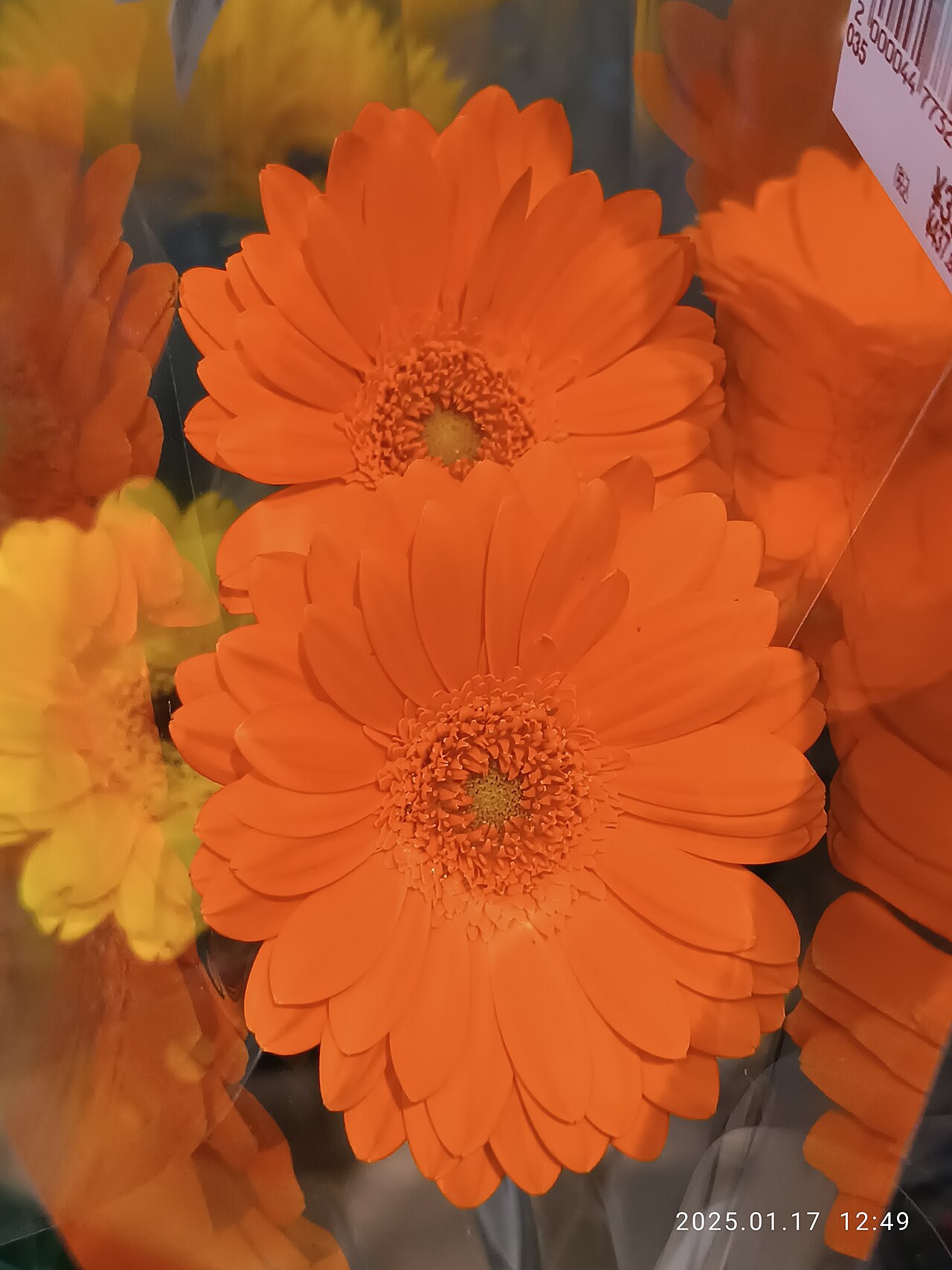 Migrate Online Store Product Catalogs in Minutes, Not Weeks — JP 日本 Japan 沖繩 OKINAWA Route 253 浦西 Chome AEON Style Department Store 鮮花商品 flower product January 2025 R12S 01