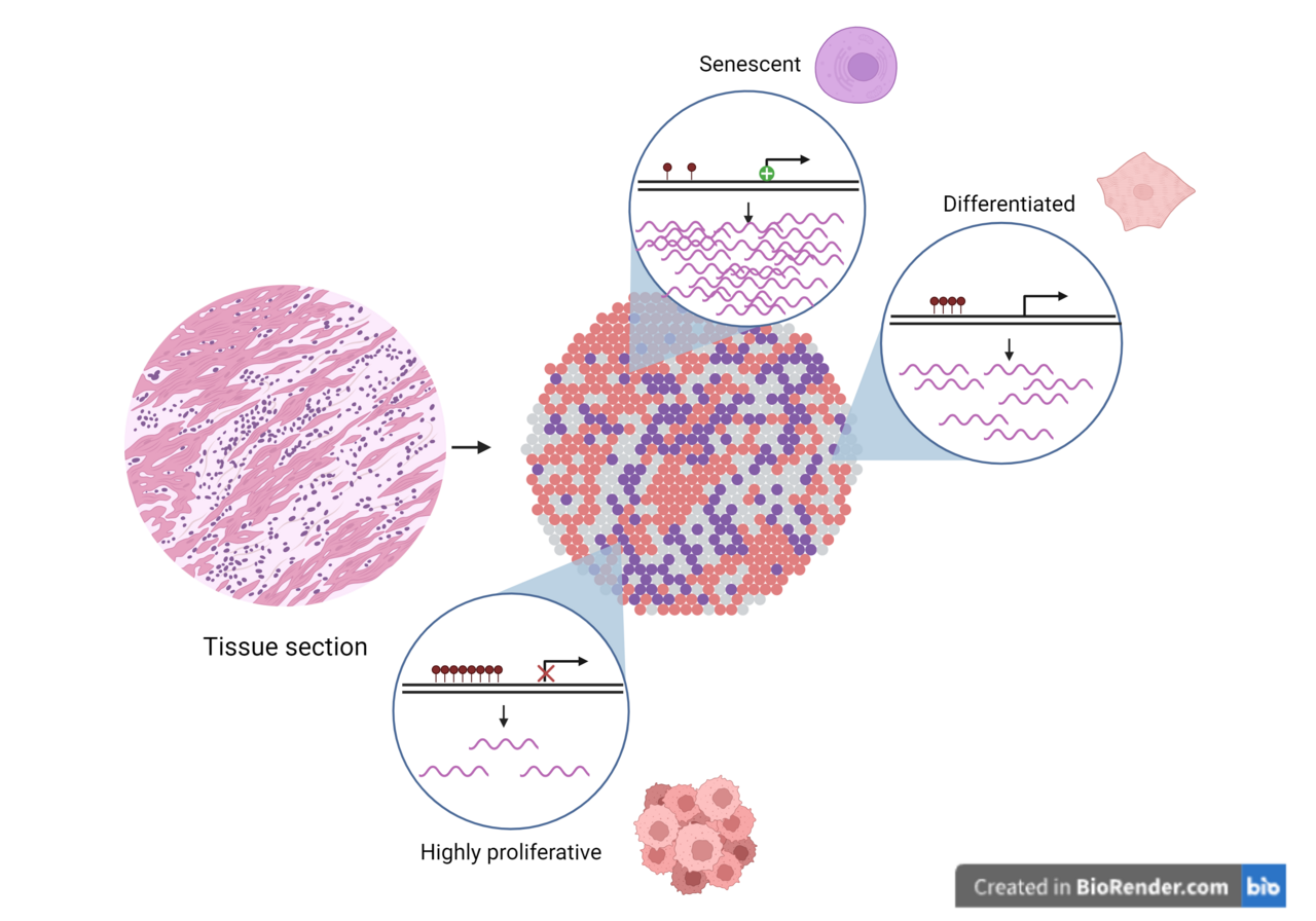 Guide Connects DNA Methylation, SNPs, and AI for Gene Regulation Insights — Spatial DNA Methylation Overview